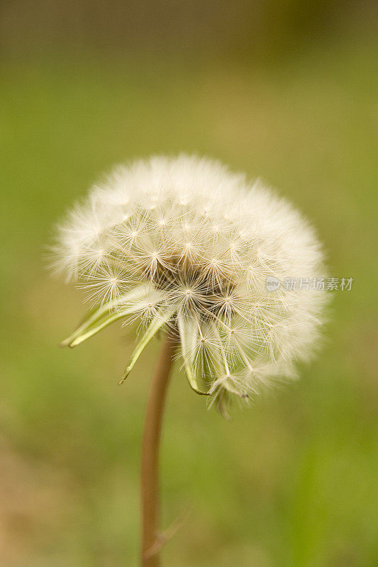 Dandelion clock